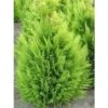 Chamaecyparis Lawsoniana Alumigold - Cyprès De Lawson 2 Chamaecyparis Lawsoniana Alumigold - Cyprès De Lawson -Arbres Fruitiers Soldes Boutique chamaecyparis lawsoniana alumigold 1004442 1