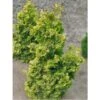 Chamaecyparis Obtusa Rashahiba - Faux Cyprès Hinoki Du Japon -Arbres Fruitiers Soldes Boutique chamaecyparis obtusa rashahiba 1002462 1