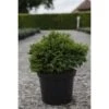 Chamaecyparis Pisifera Golden Pincushion - Cyprès Sawara -Arbres Fruitiers Soldes Boutique chamaecyparis pisifera golden pincushion 1004492 1