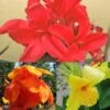 Collection De 3 Cannas 1 Collection De 3 Cannas -Arbres Fruitiers Soldes Boutique collection cannas 51353 1