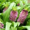 Eucomis Comosa Sparkling Burgundy® - Eucomide Rose à Feuillage Pourpre -Arbres Fruitiers Soldes Boutique eucomis comosa sparkling burgundy eucomide rose feuillage pourpre IF 69261 1