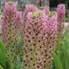 Eucomis Comosa Pink Gin - Fleur Ananas 2 Eucomis Comosa Pink Gin - Fleur Ananas -Arbres Fruitiers Soldes Boutique eucomis pink gin 15550 1