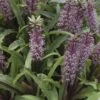 Eucomis Twinkle Stars -Arbres Fruitiers Soldes Boutique eucomis twinckle stars 51306 1