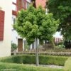 Arbre Aux 40 écus - Ginkgo Biloba Globus -Arbres Fruitiers Soldes Boutique ginkgo biloba globus 100628 1
