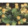 Scadoxus Ou Haemanthus Albiflos -Arbres Fruitiers Soldes Boutique haemanthus.albiflos