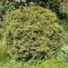 Taxus Baccata Formé En Boule - Topiaire D'if -Arbres Fruitiers Soldes Boutique image 2075
