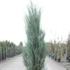 Genévrier De Virginie -Juniperus Scopulorum Blue Arrow -Arbres Fruitiers Soldes Boutique juniperus scopulorum blue arrow 85548 1